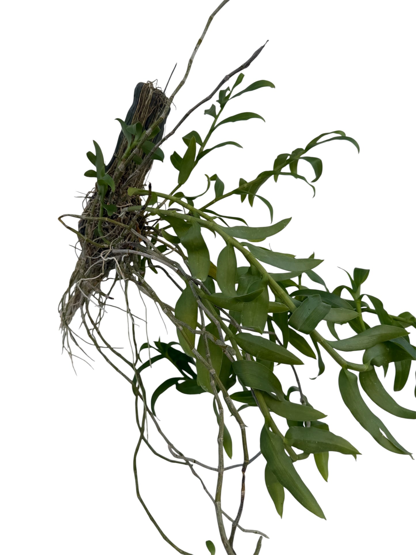 Orchid Dendrobium anosmum