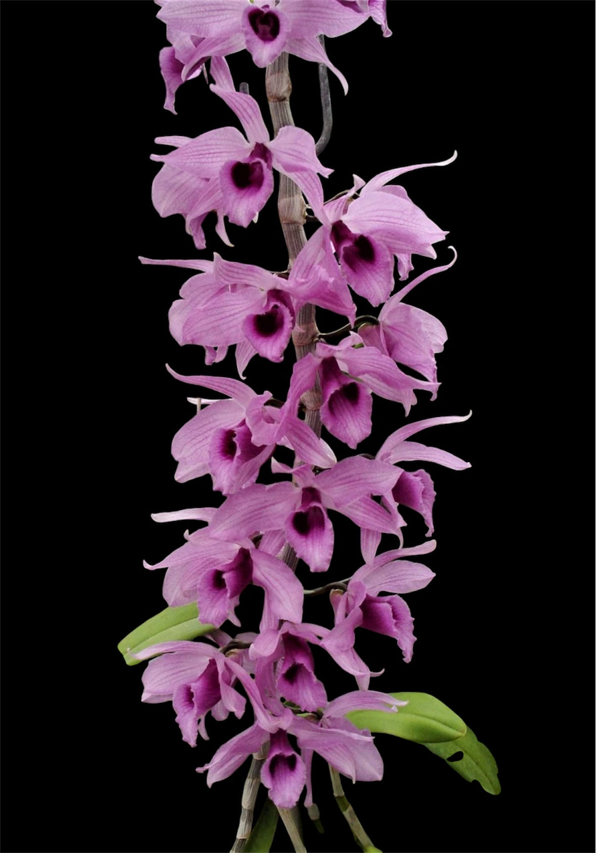 Orchid Dendrobium anosmum