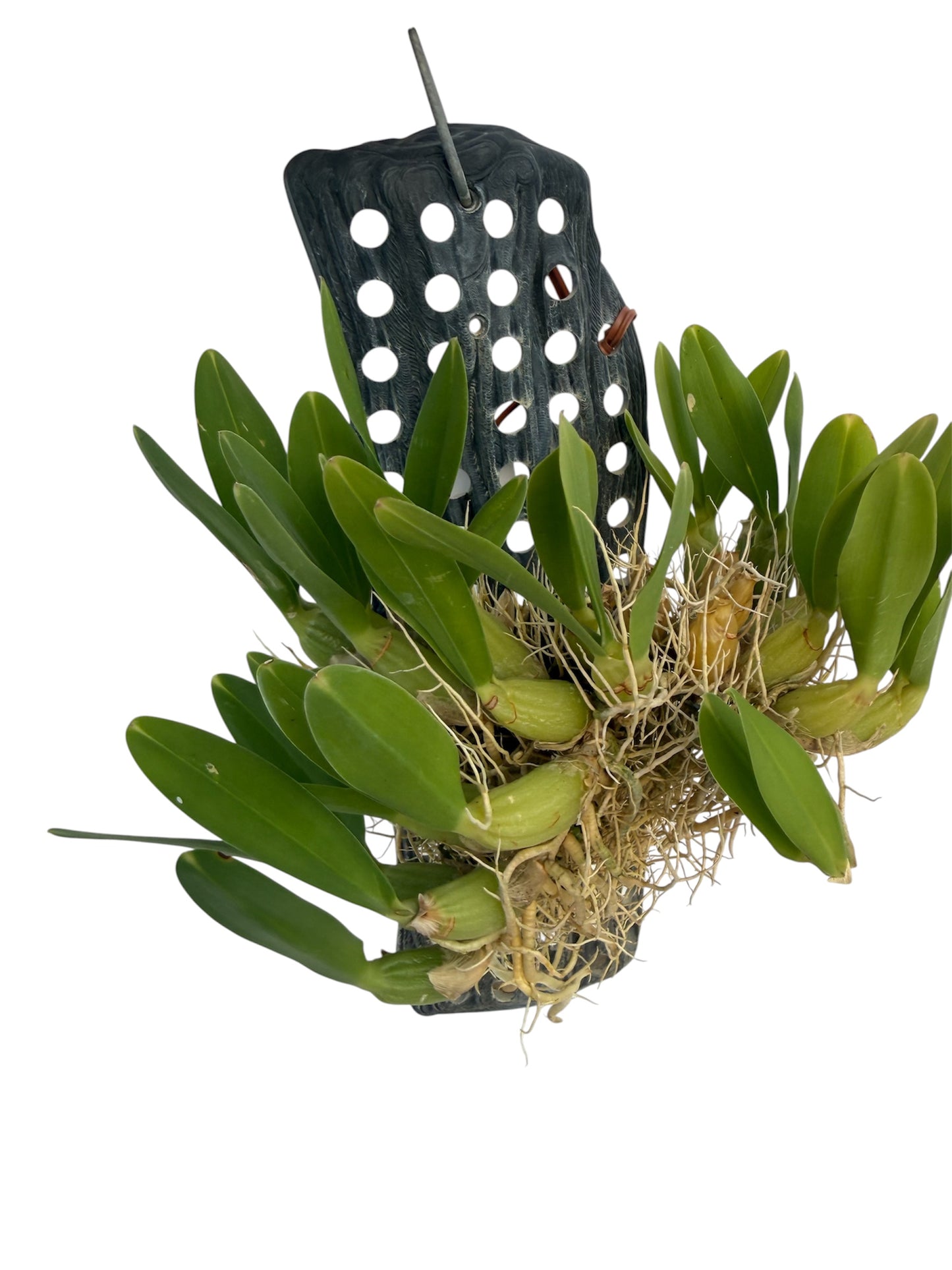 Orchid Acriopsis densiflora