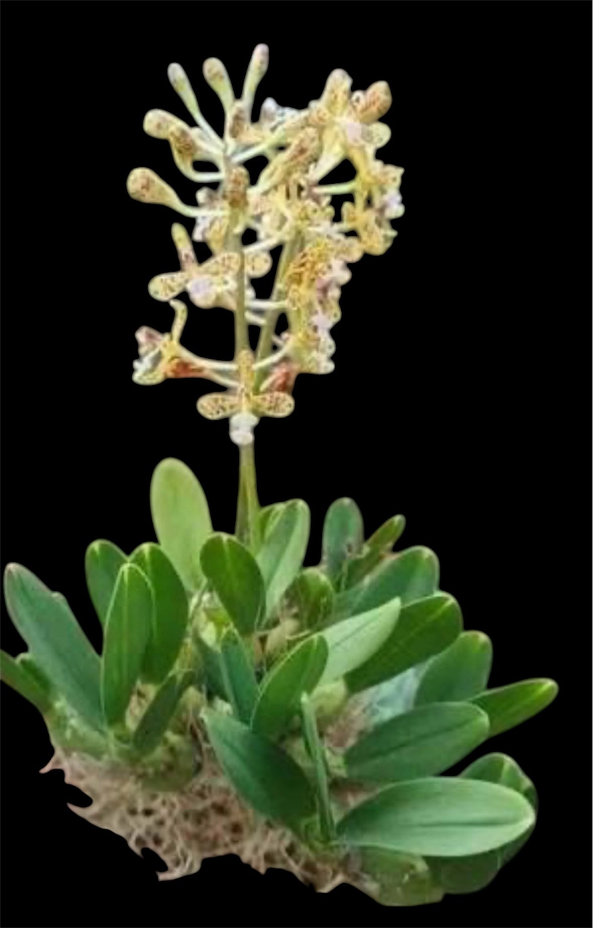 Orchid Acriopsis densiflora
