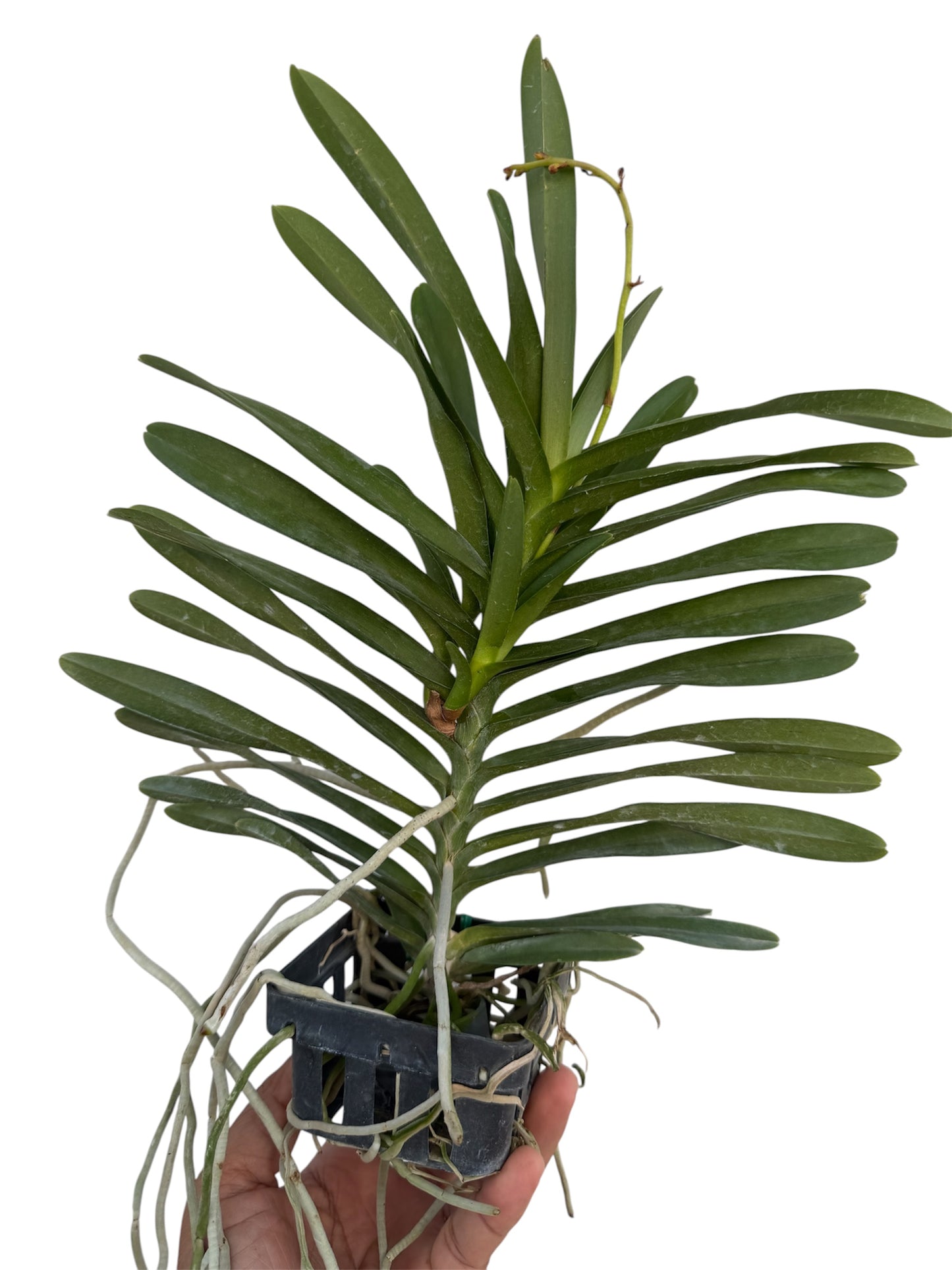 Orchid Renanthera philippinensis X Rhynchostylis Coelestis