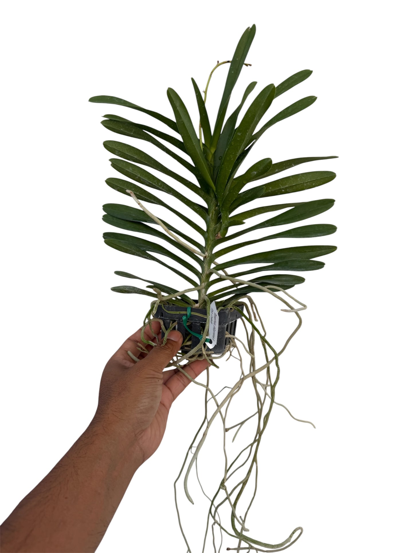 Orchid Renanthera philippinensis X Rhynchostylis Coelestis