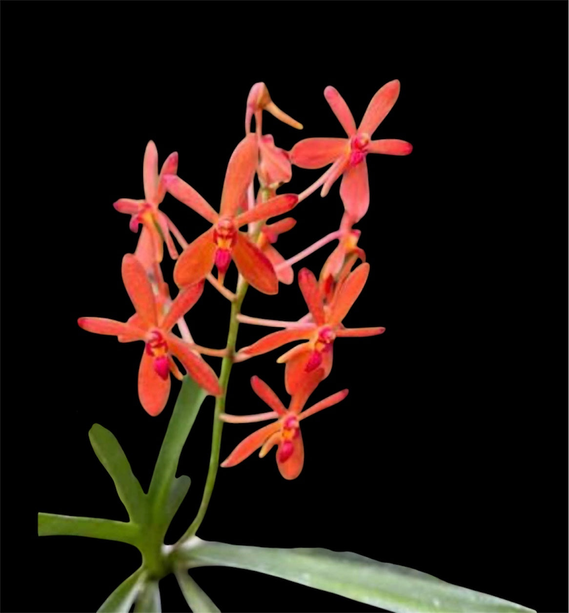 Orchid Renanthera philippinensis X Rhynchostylis Coelestis