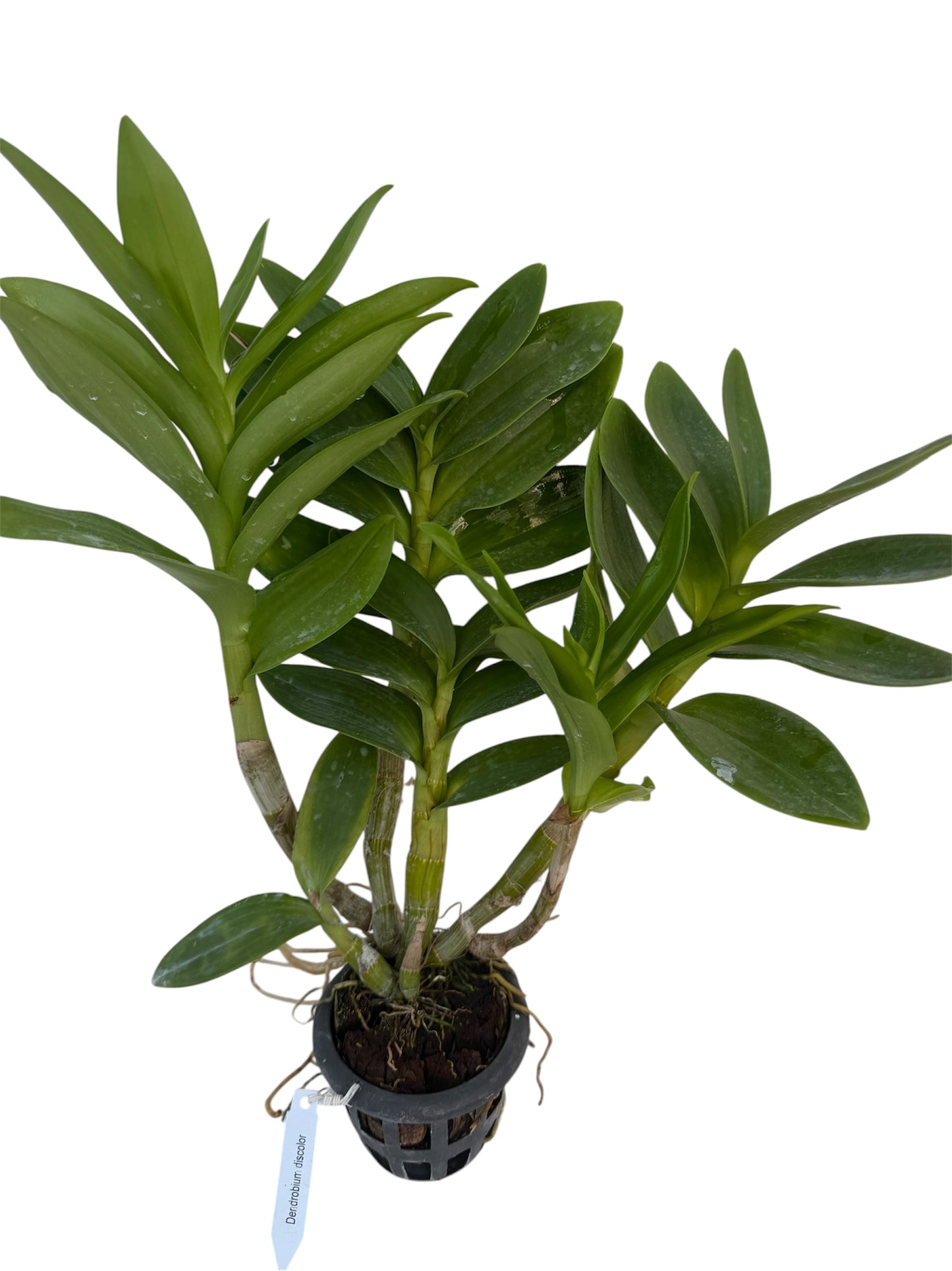 Orchid Dendrobium discolor