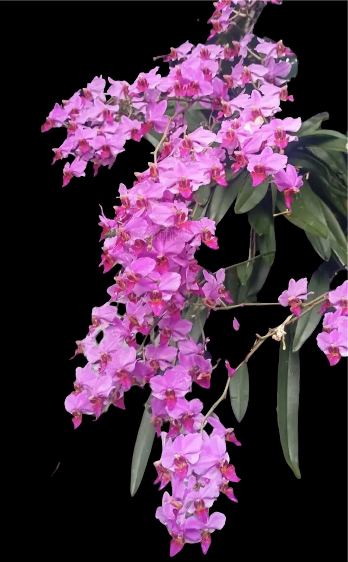 Orchid Phalaenopsis pulcherrima var dwarf