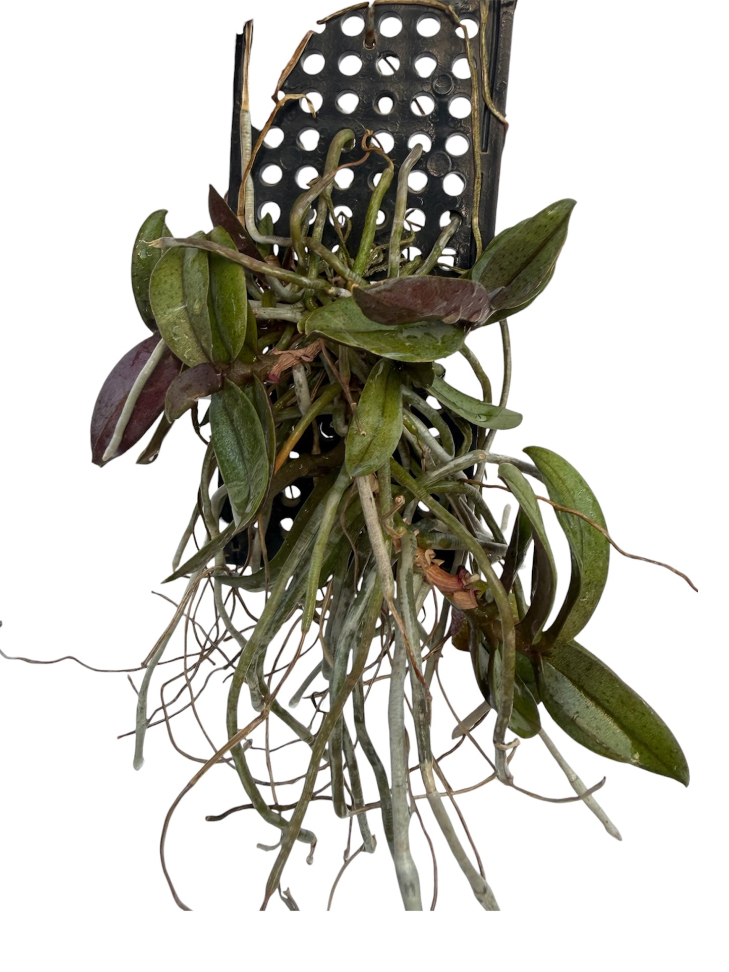 Orchid Phalaenopsis pulcherrima var dwarf