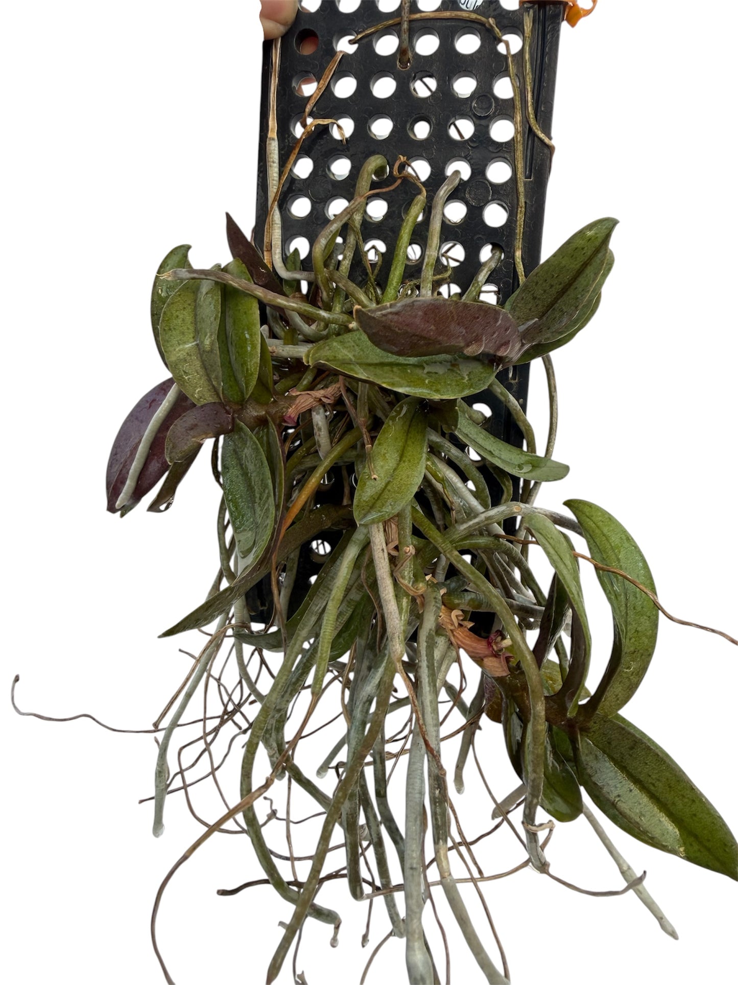 Orchid Phalaenopsis pulcherrima var dwarf