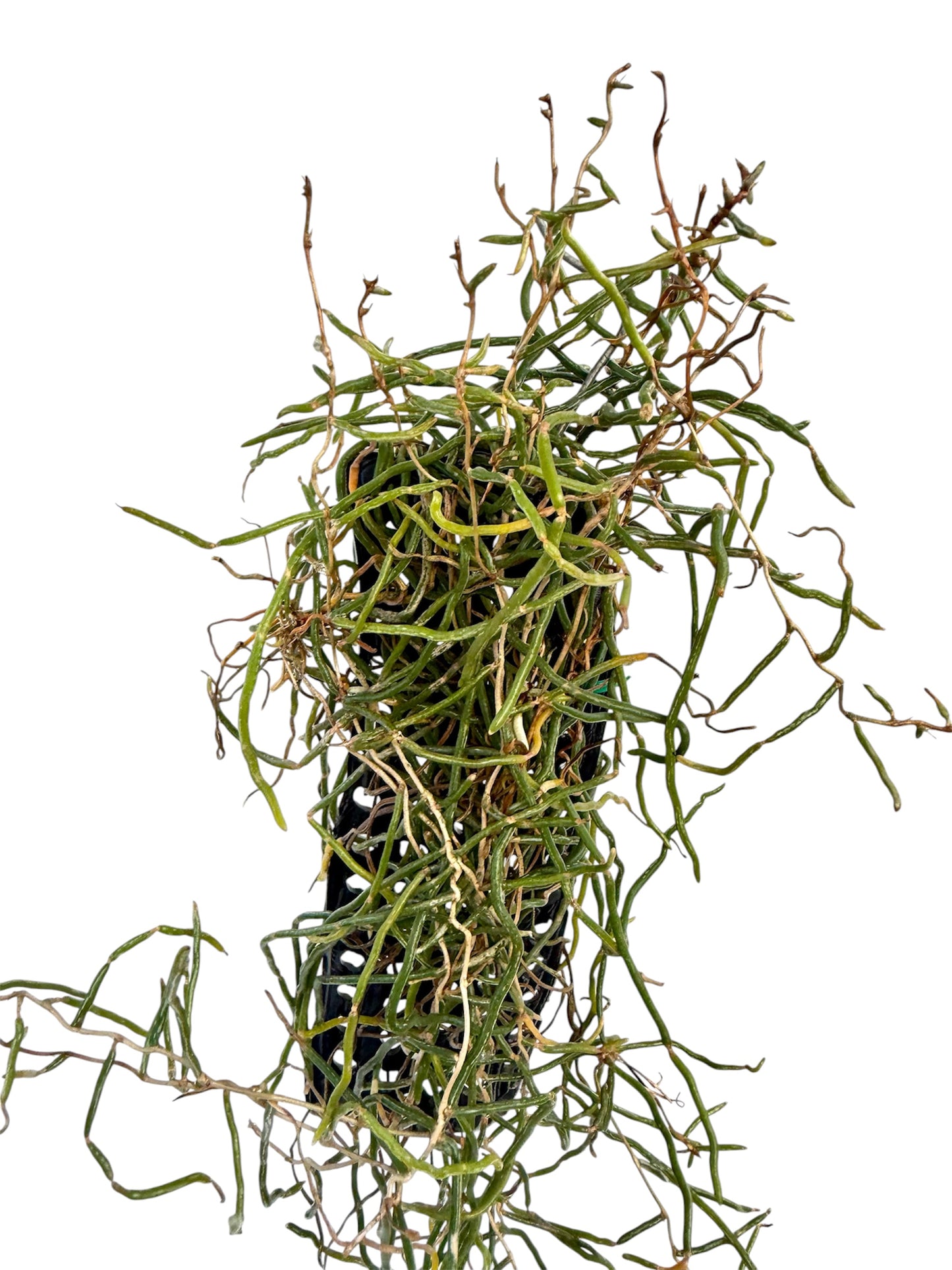 Orchid Microcoelia cornuta