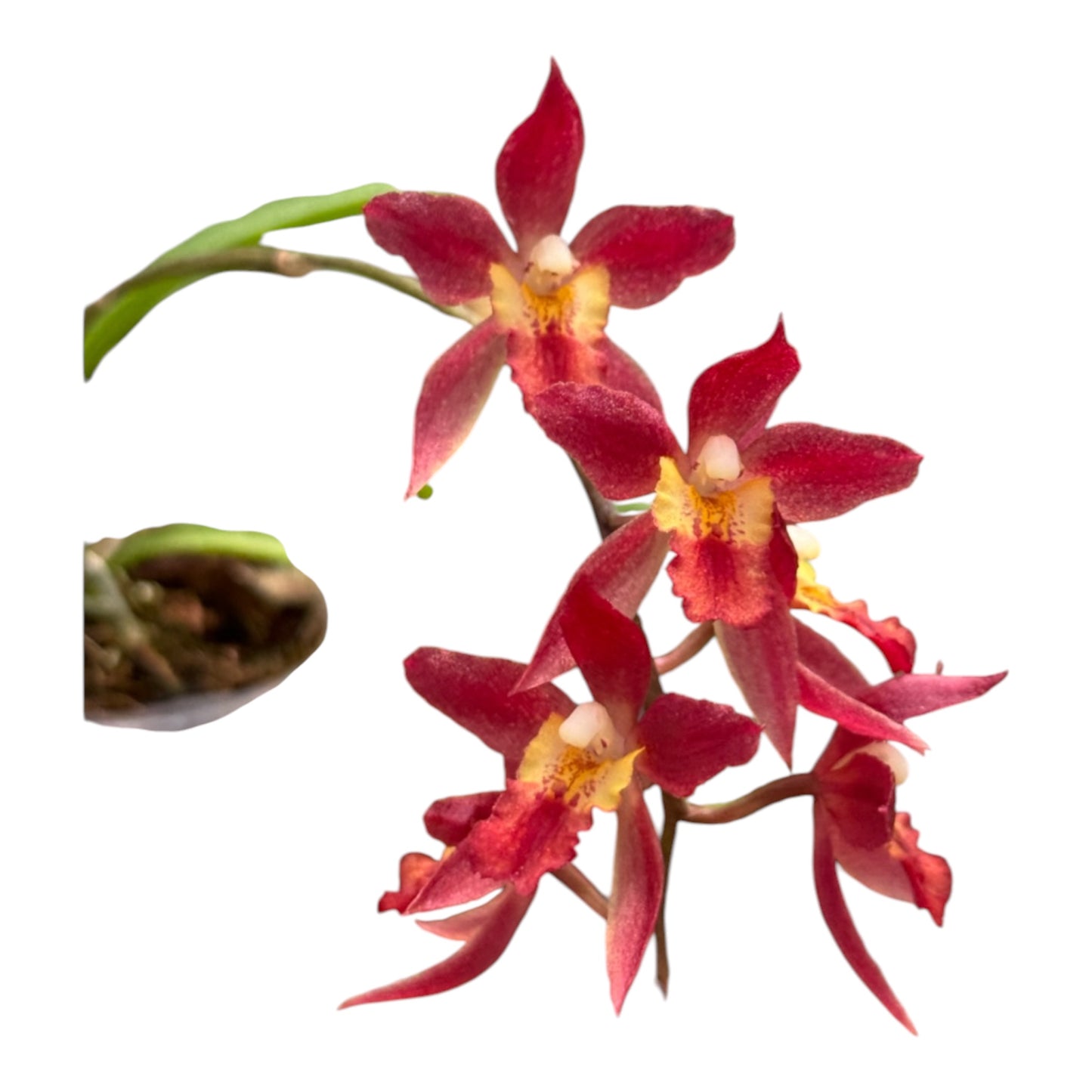 Orchid Rodridenia Woon Leng's Red Gem