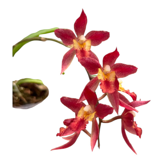 Orchid Rodridenia Woon Leng's Red Gem