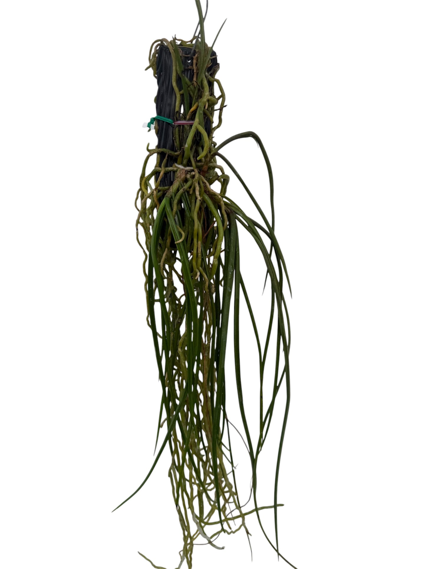 Orchid Seidenfadenia mitrata