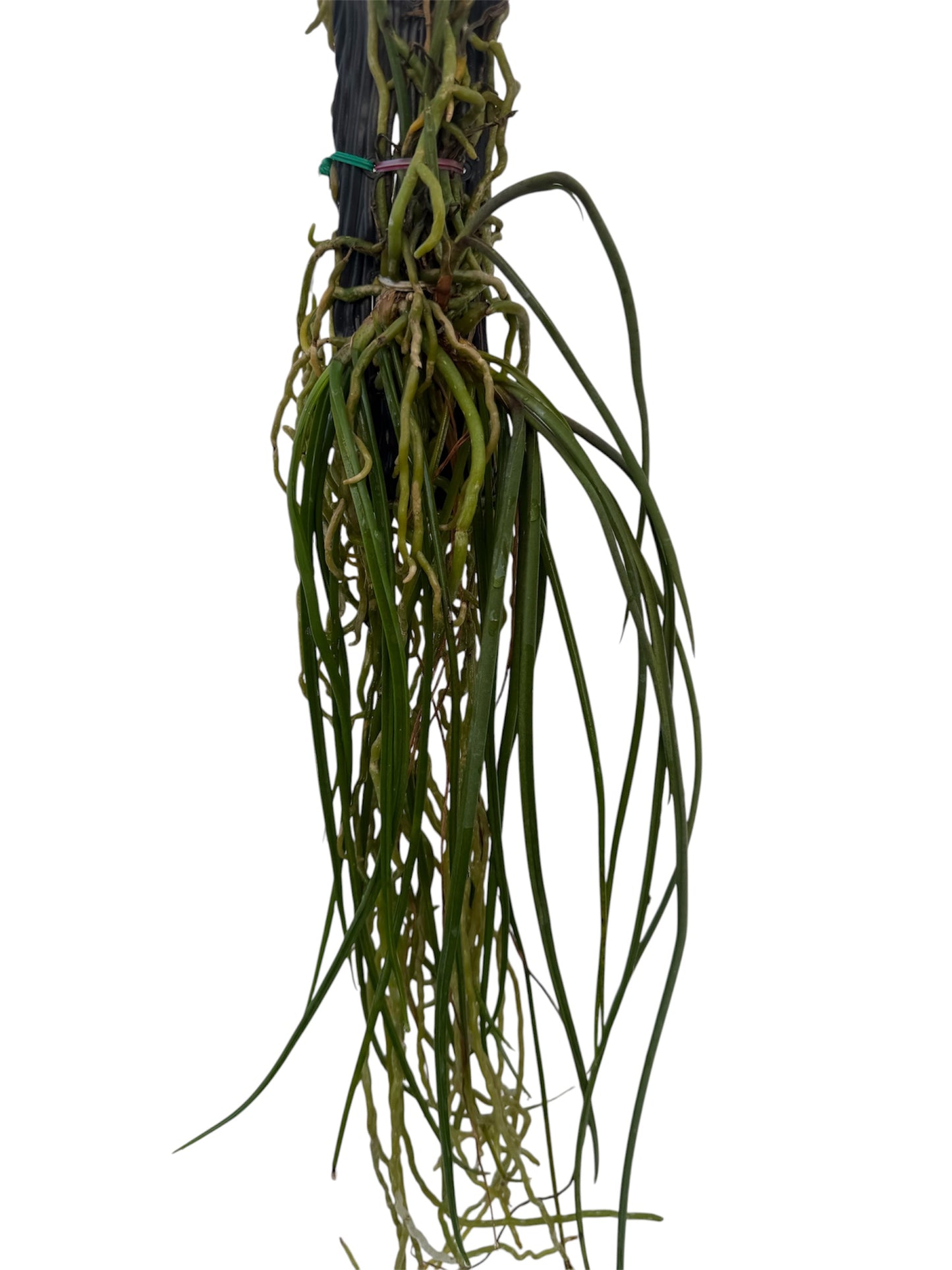 Orchid Seidenfadenia mitrata