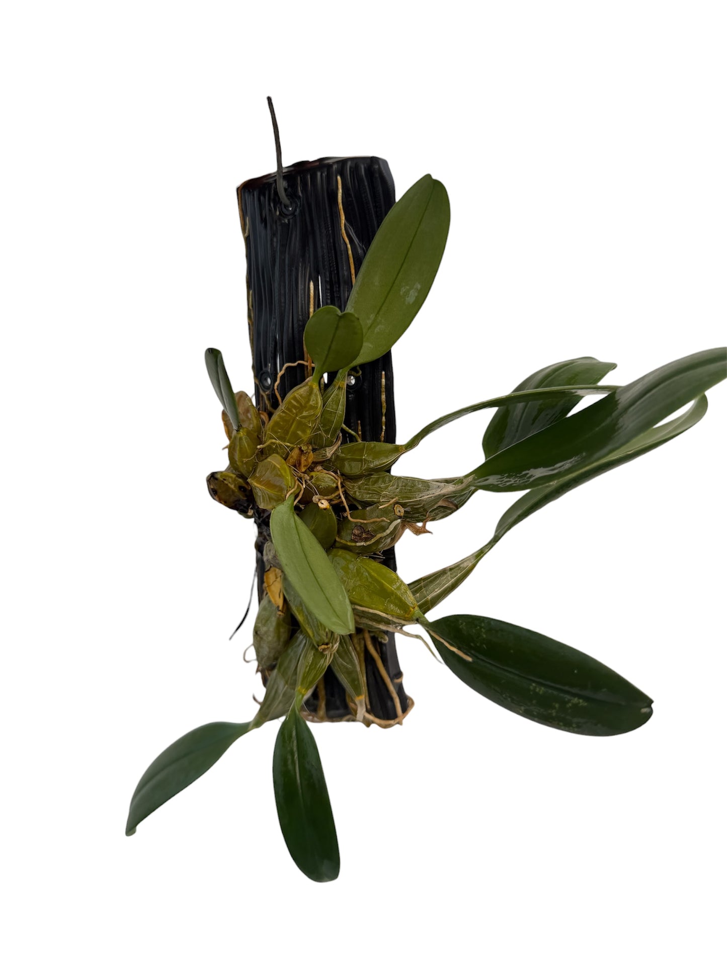 Orchid Dendrobium lindleyi