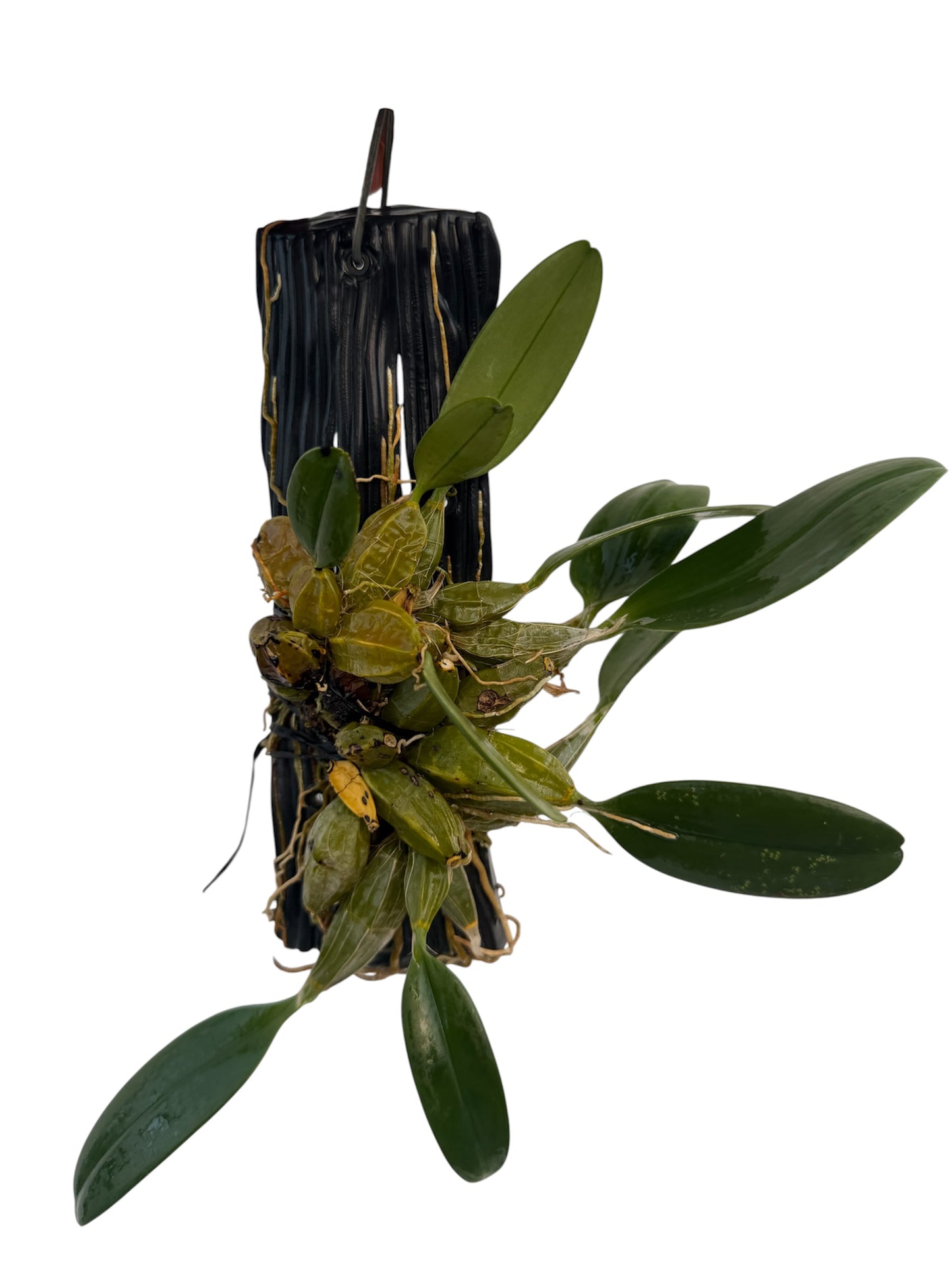 Orchid Dendrobium lindleyi
