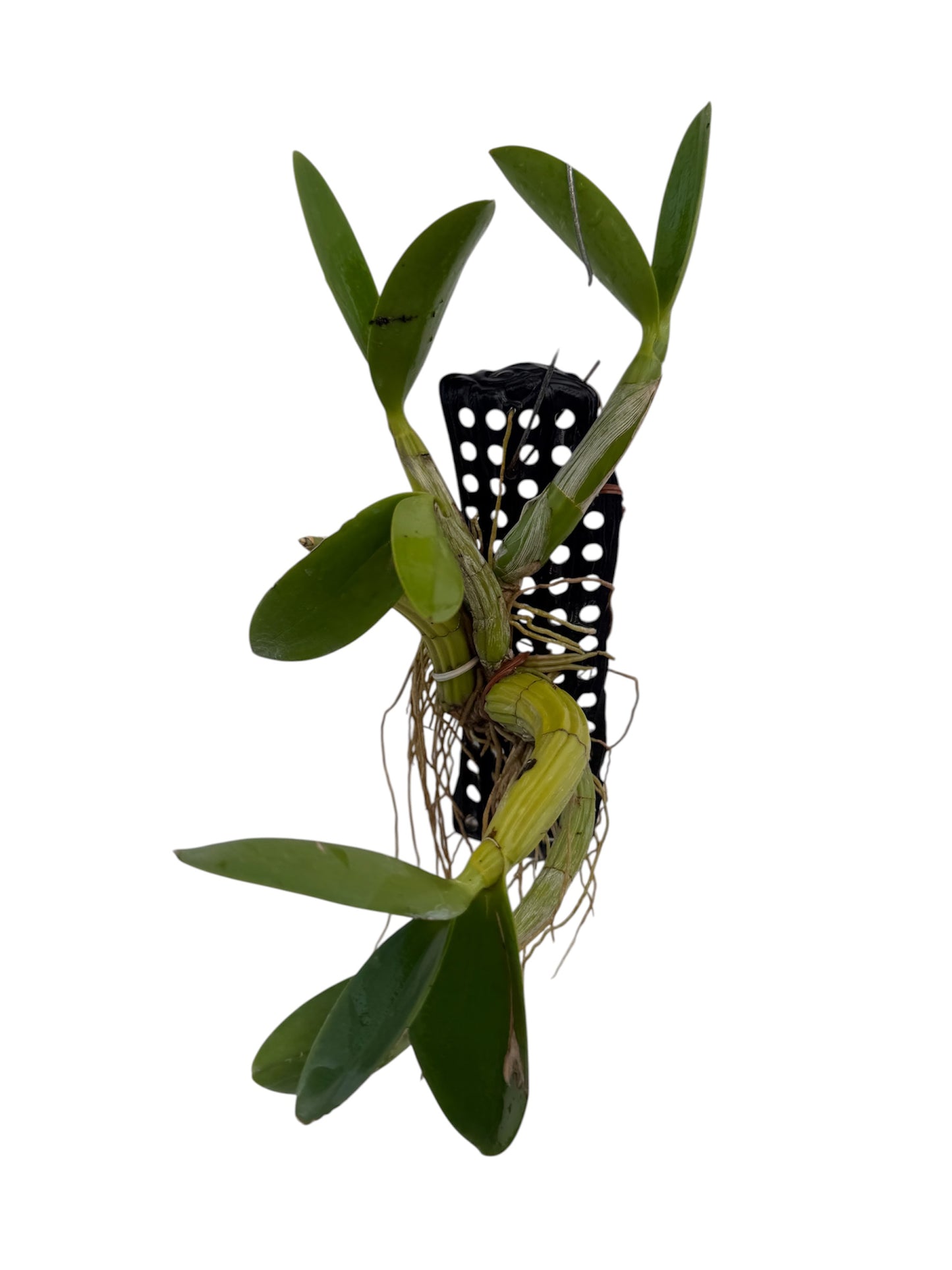 Orchid Schomburgkia tibicinis