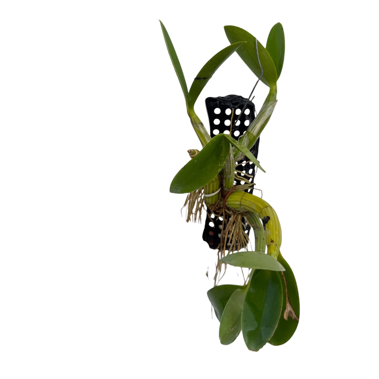 Orchid Schomburgkia tibicinis