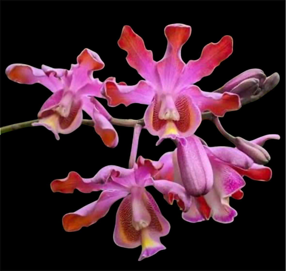 Orchid Schomburgkia tibicinis