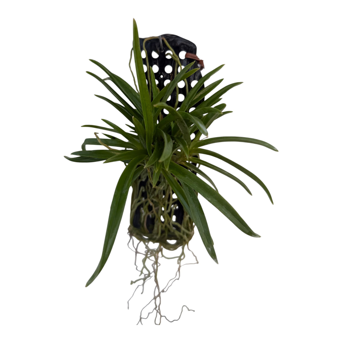 Orchid Vanda falcata Koto