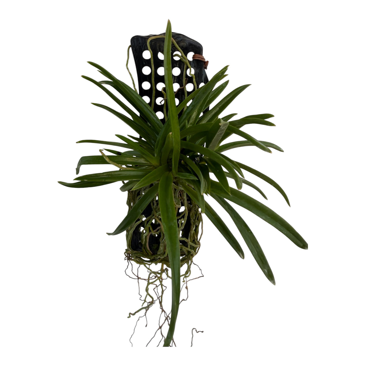 Orchid Vanda falcata Koto