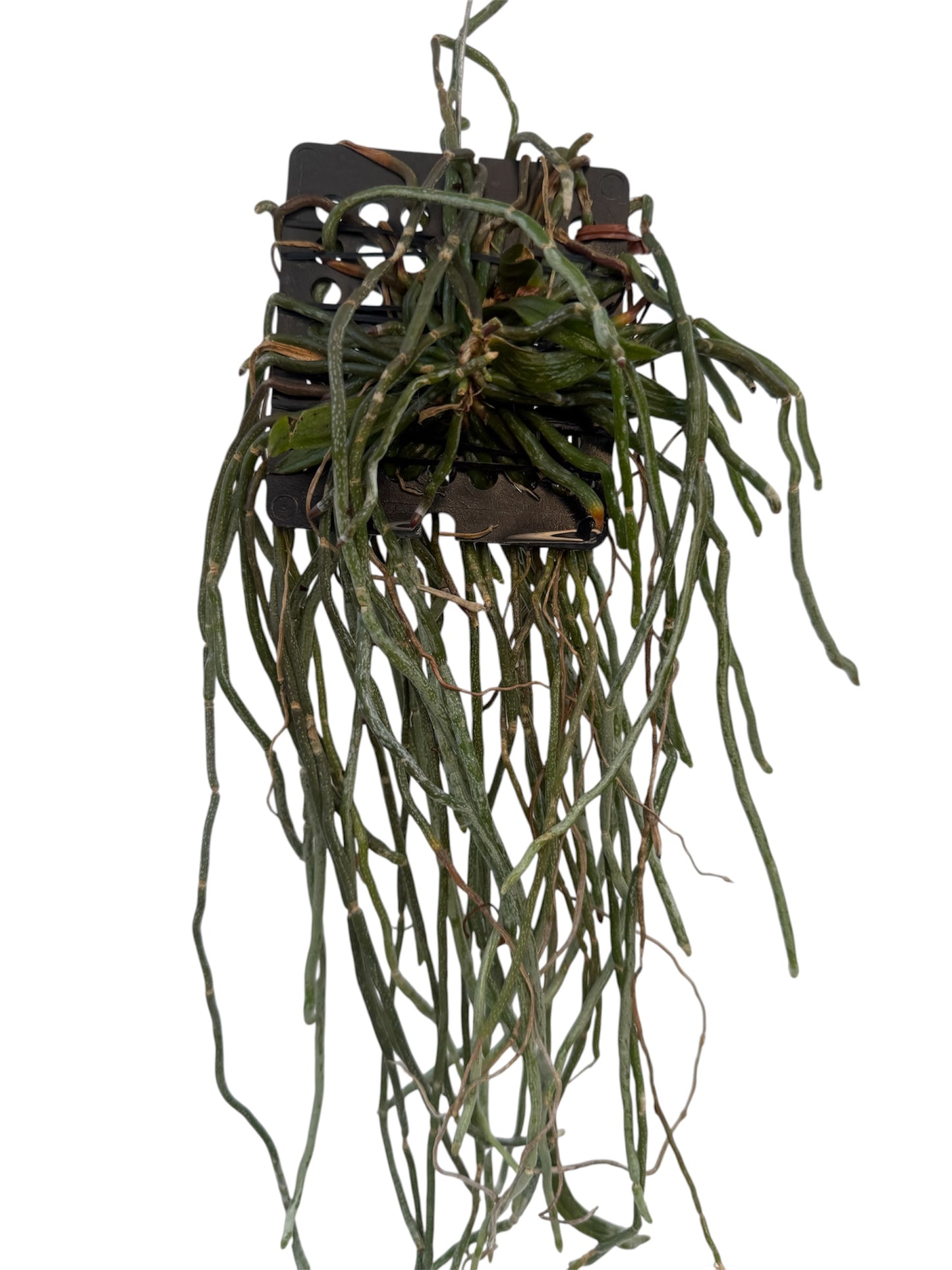 Orchid Chiloschista lunifera × parishii ‘Suanphueng’