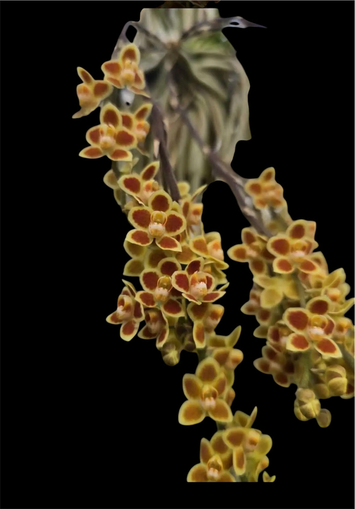 Orchid Chiloschista lunifera × parishii ‘Suanphueng’