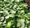 Scindapsus Jade Satin Green  (Long Vine)
