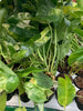 Philodendron Burle Variegated Max Large