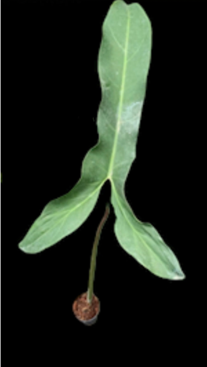 Philodendron Atabapoense X-Large Leaf