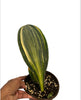 Sansevieria Variegated (Whale Fin)
