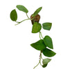 Scindapsus Jade Satin Green  (Long Vine)