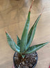 Sansevieria Lavranos (walking snake plants)