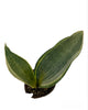 Sansevieria Variegated (Whale Fin)