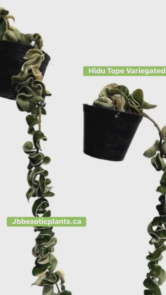 Hoya Compacta Variegated ( Hidu Rope) 25” long