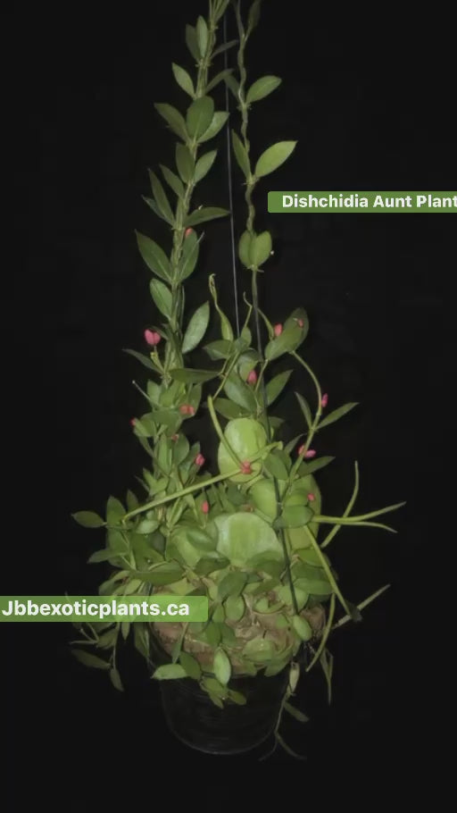 Dischidia pistroides (ant plant)