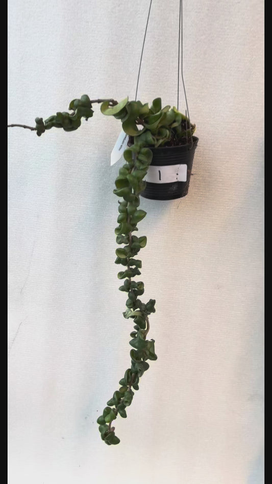 Hoya compacta green large trailing