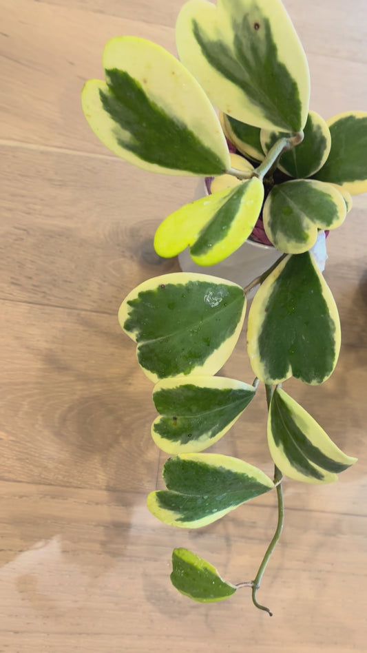 Hoya Kerri Heart Variegated vine