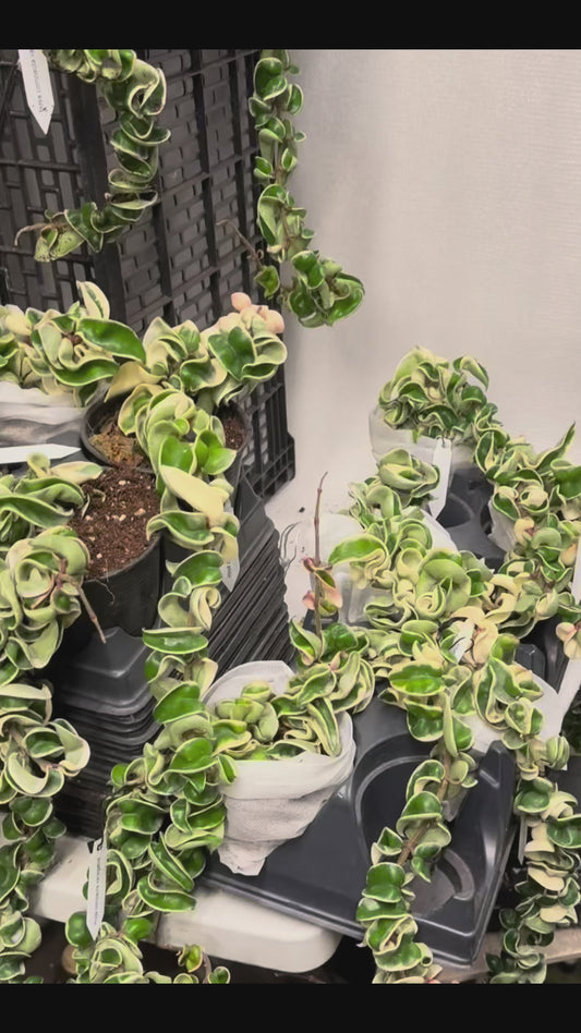 Hoya Compacta Variegated Rope