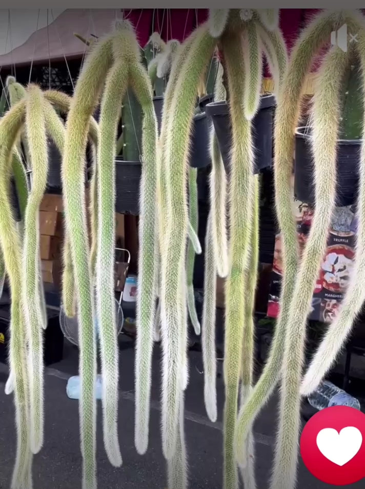 Monkey Tail Cactus