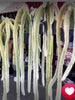 Load and play video in Gallery viewer, Monkey Tail Cactus