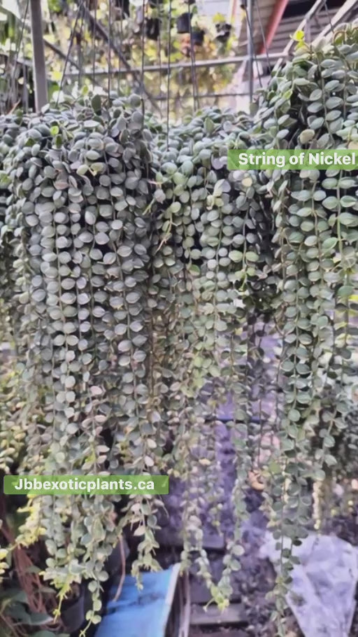 Dishcidea Sting oh Nickels  variegated