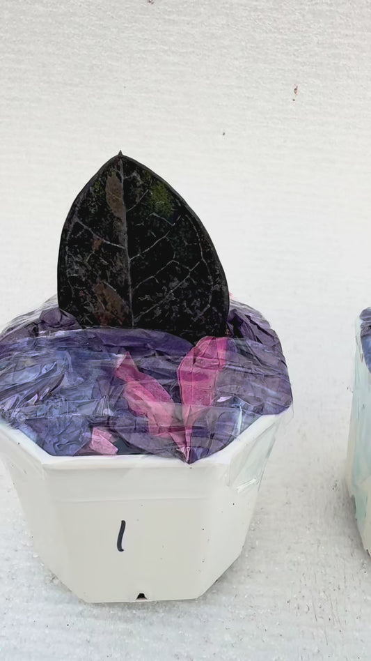 Black Pink Raven ZZ Variegated
( Zamioculcas Zamiifolia)